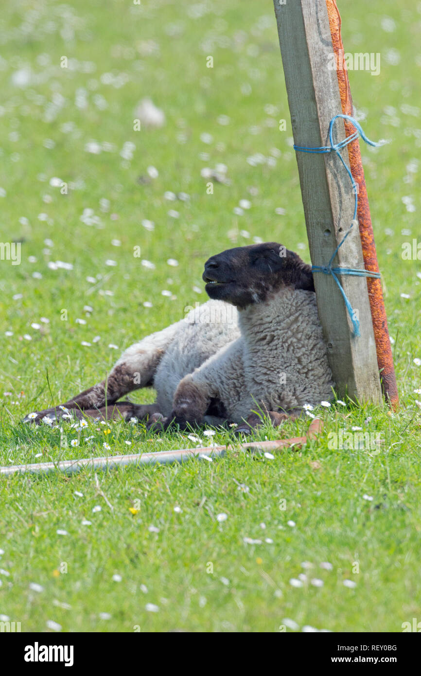 Sheep (Ovis aries), suffering from exceptionally high heat stress and a lack of cover, or shade availability in an open field situation. Leaning against a redundant isolated fence post. Stock Photo