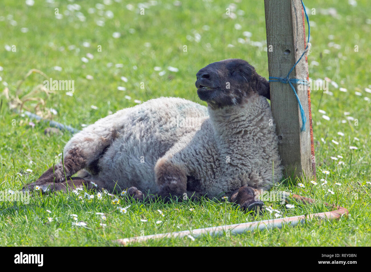 Sheep (Ovis aries), suffering from exceptionally high heat stress and a lack of cover, or shade availability in an open field situation. Leaning and propped up against a redundant fence post. Stock Photo