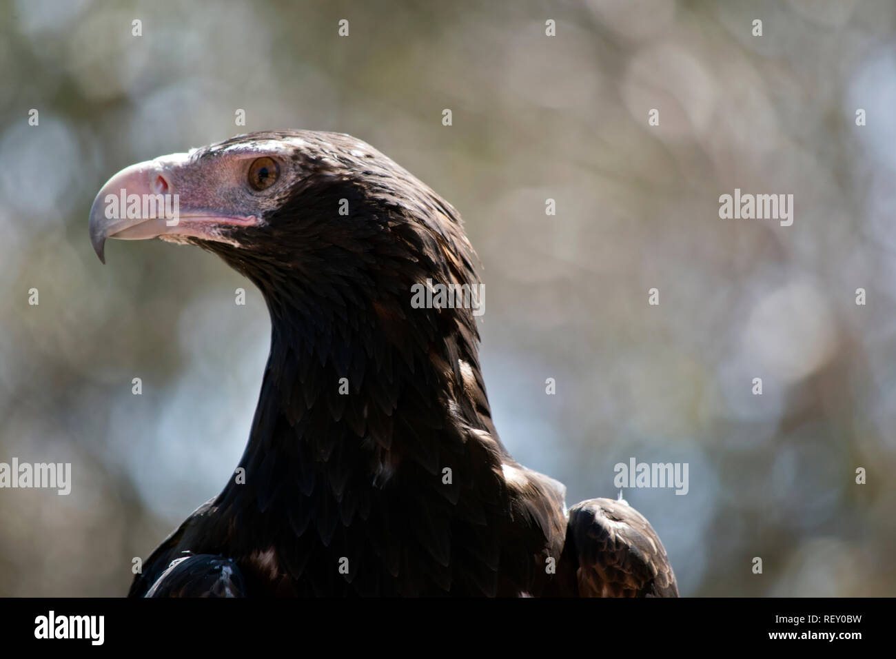 Wedge tailed eagle australia hi-res stock photography and images - Alamy