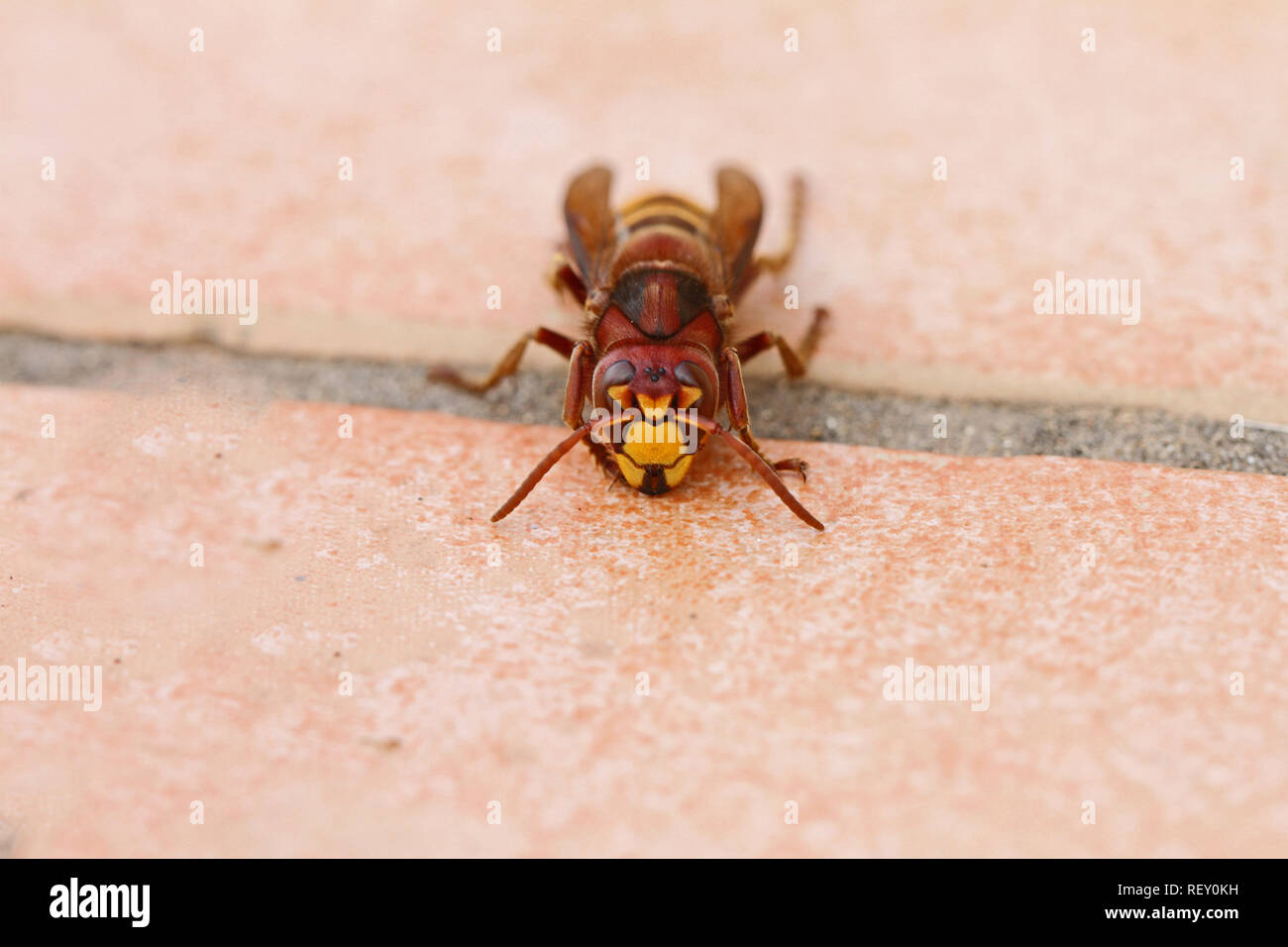 European hornet Latin vespa crabro also called calabrone crawling ...