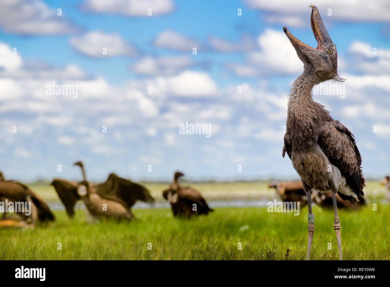 Shoebill (Balaeniceps rex) and White-backed Vultures (Gyps africanus) are unlikely companions, but this Shoebill was rescued as a chick from poachers  Stock Photo