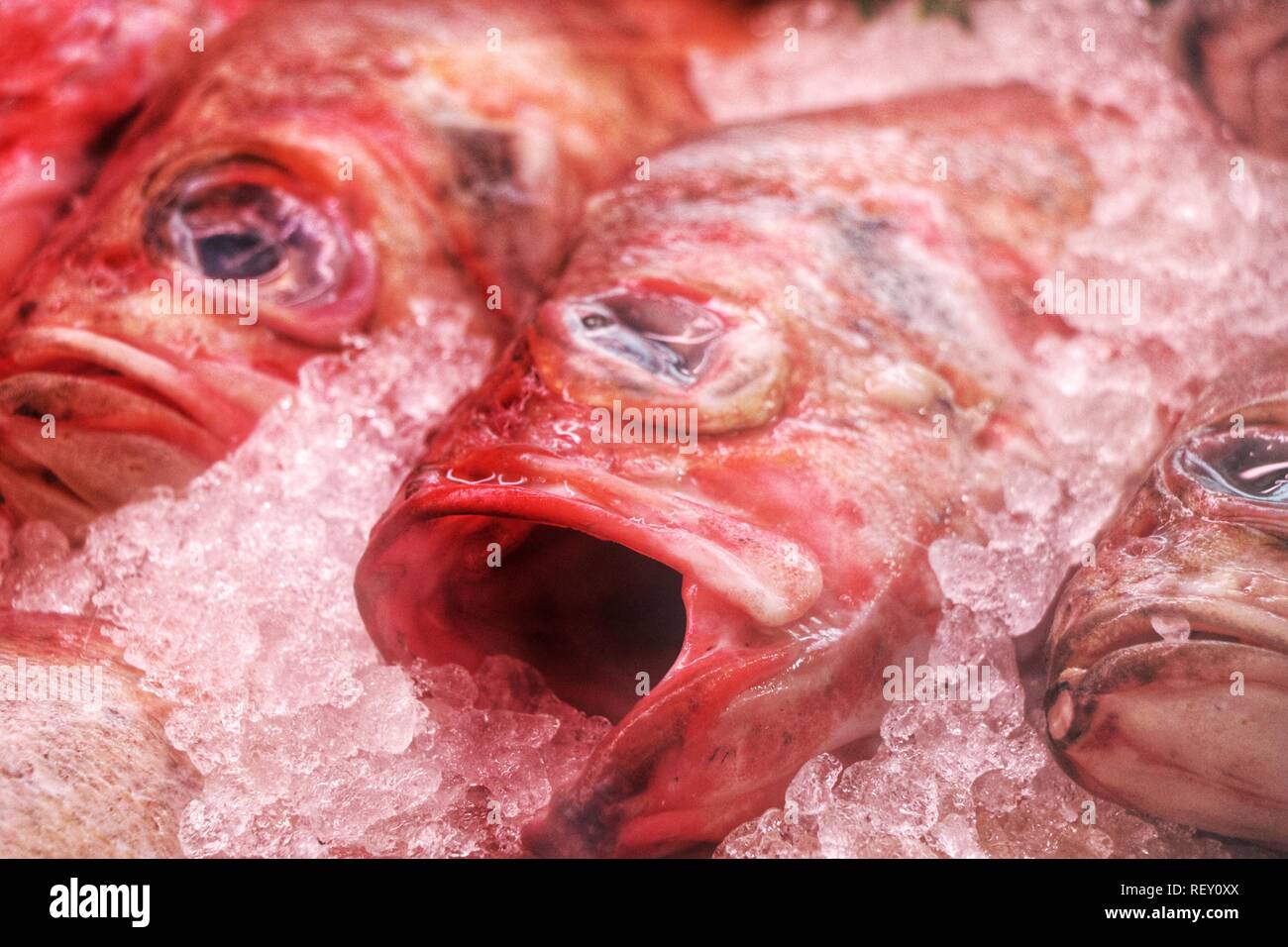 A sad looking red mullet on ice Stock Photo