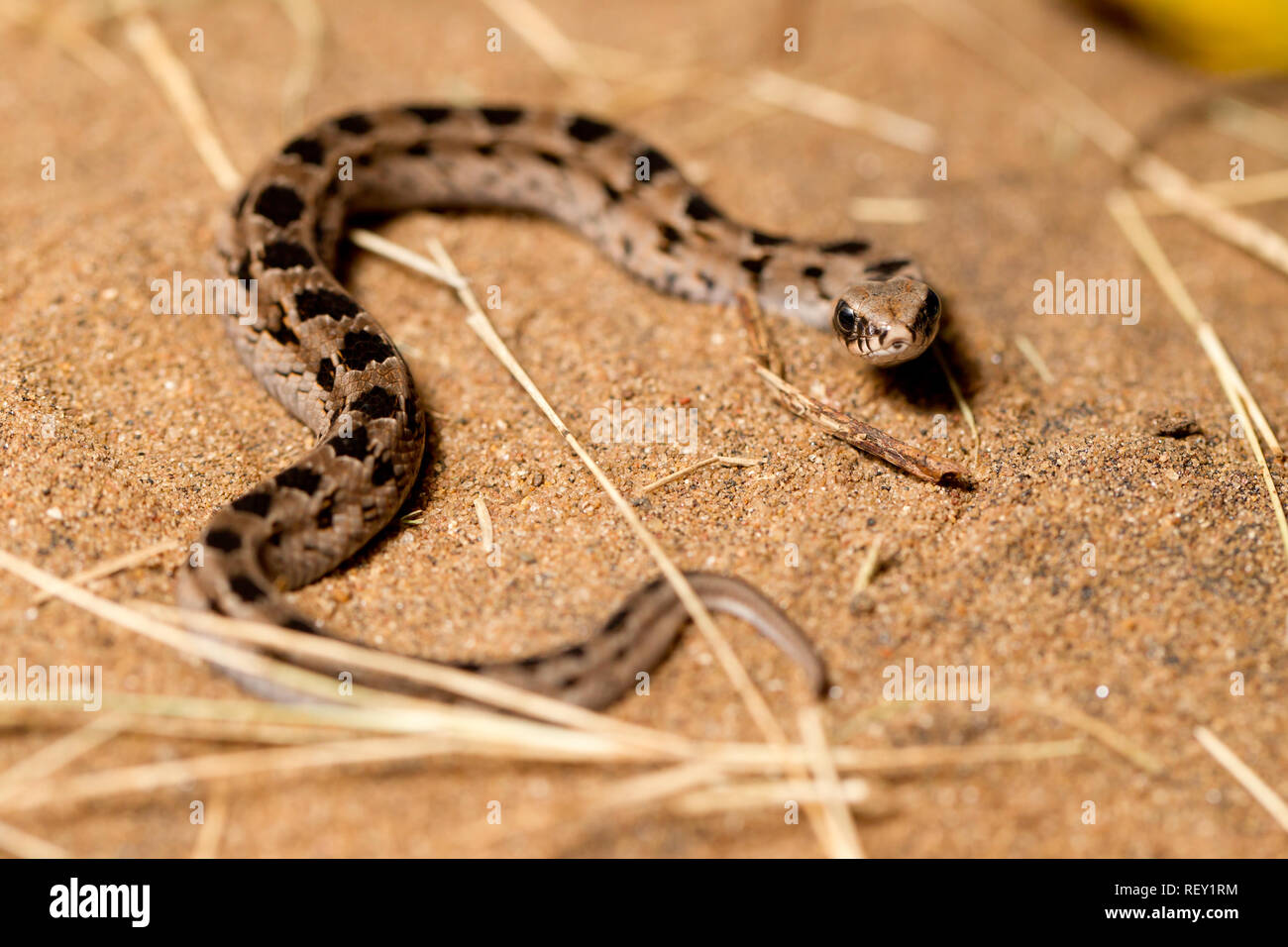 Baby adder hires stock photography and images Alamy