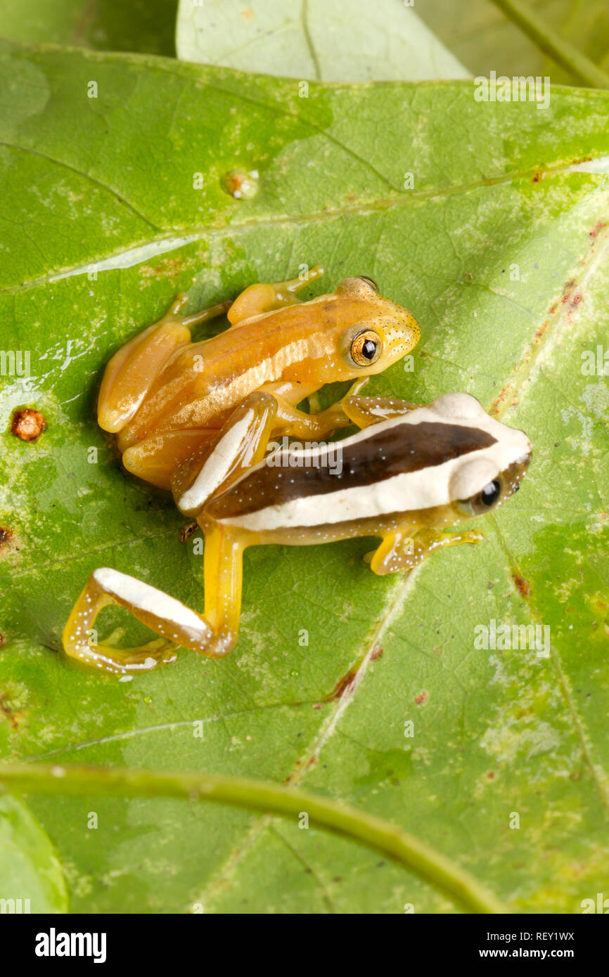 A Natal leaf-folding frog, Afrixalus spinifrons, top, sits with a greater leaf-folding frog, Afrixalus fornasini, bottom, Richards Bay, South Africa Stock Photo