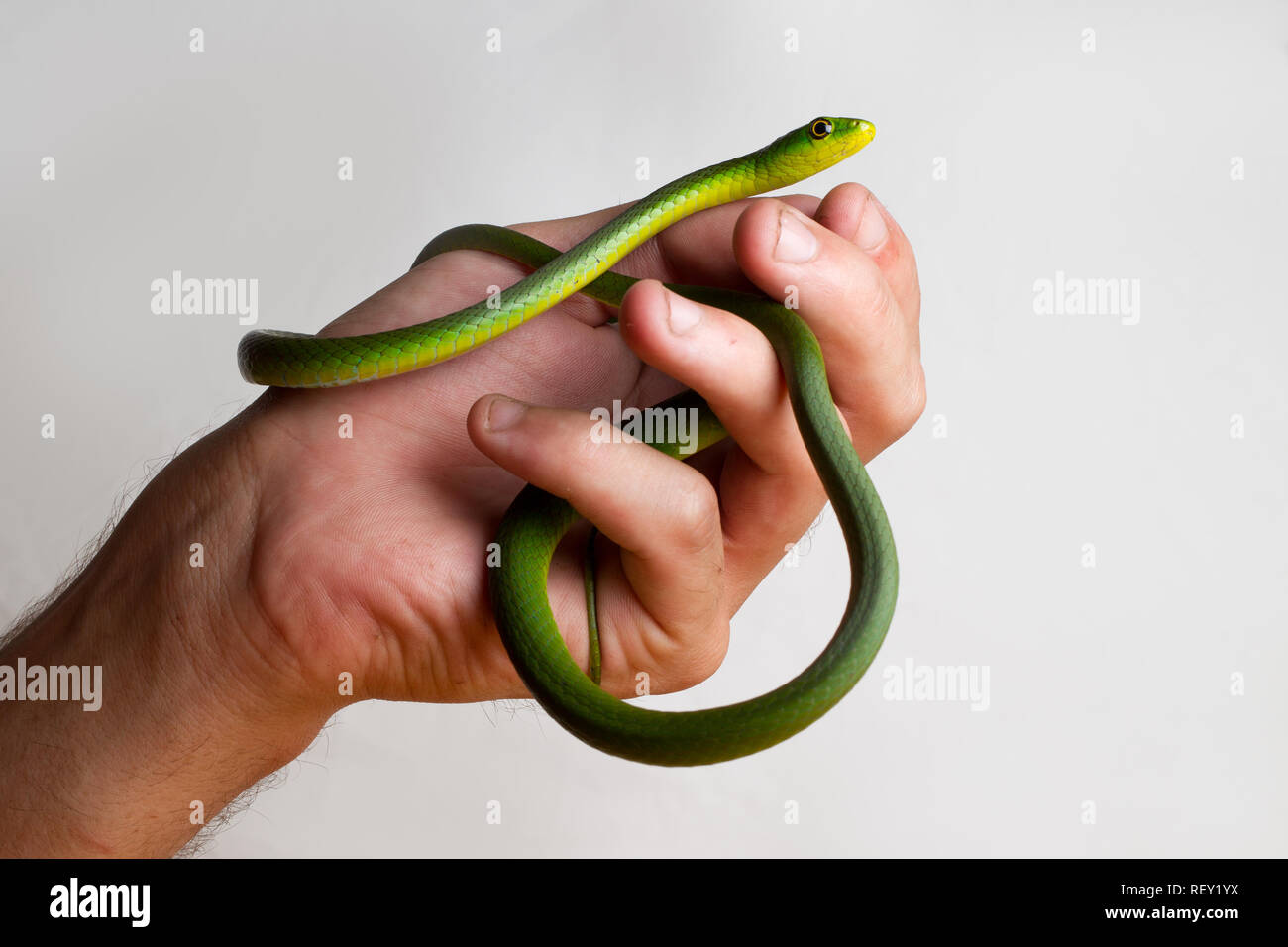A herpetologist displays a colorful Natal green snake, Philothamnus natalensis, from coastal forest near Richards Bay,  KwaZulu-Natal, South Africa Stock Photo