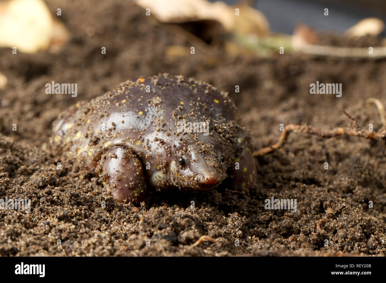 Spotted shovelnose frog, spotted burrowing frog, or spotted snout-burrower, Hemisus guttatus, is a vulnerable species from the Hemisotidae family Stock Photo