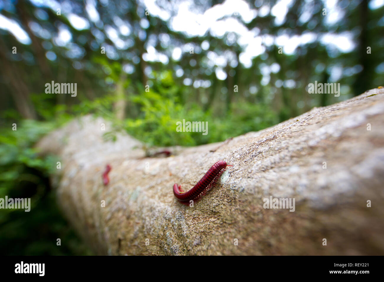Millipedes like these Centrobolus fulgidus are important decomposers in forest and woodland ecosystems. Stock Photo