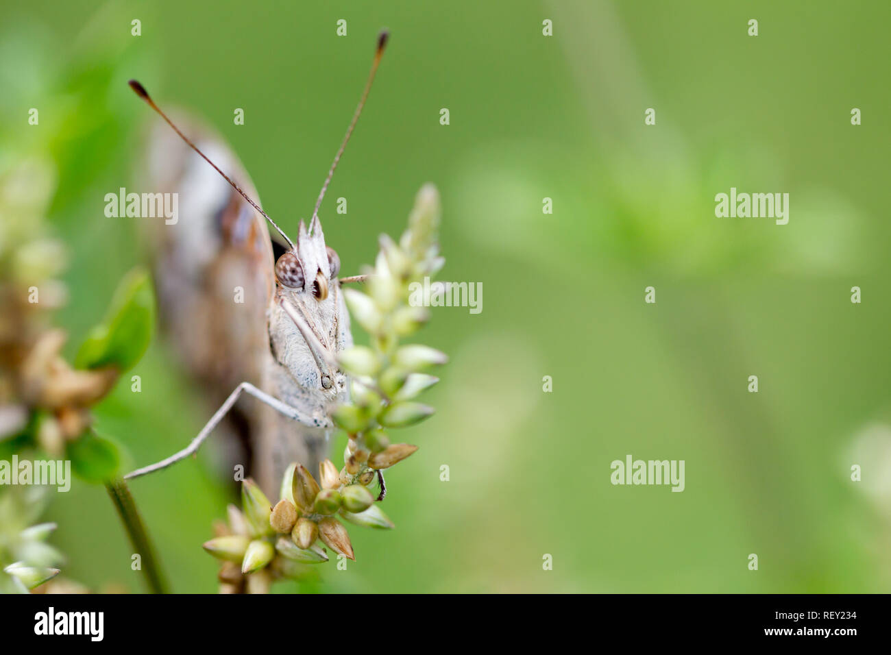 A shallow depth of field highlights a butterfly's clubbed antennae