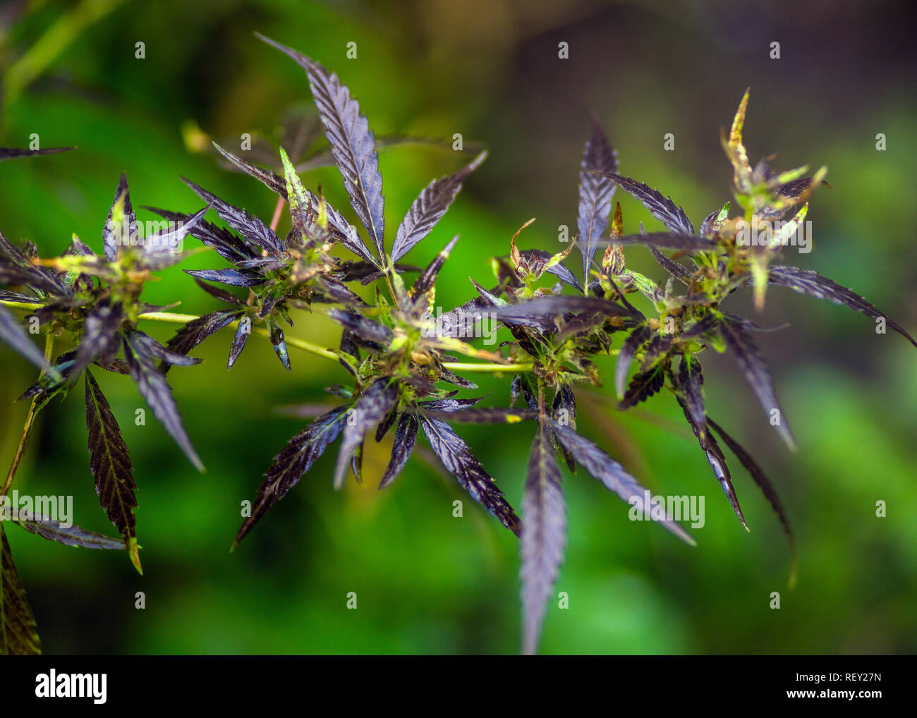 Macro photos of marijuana plant with leaves before harvesting. The