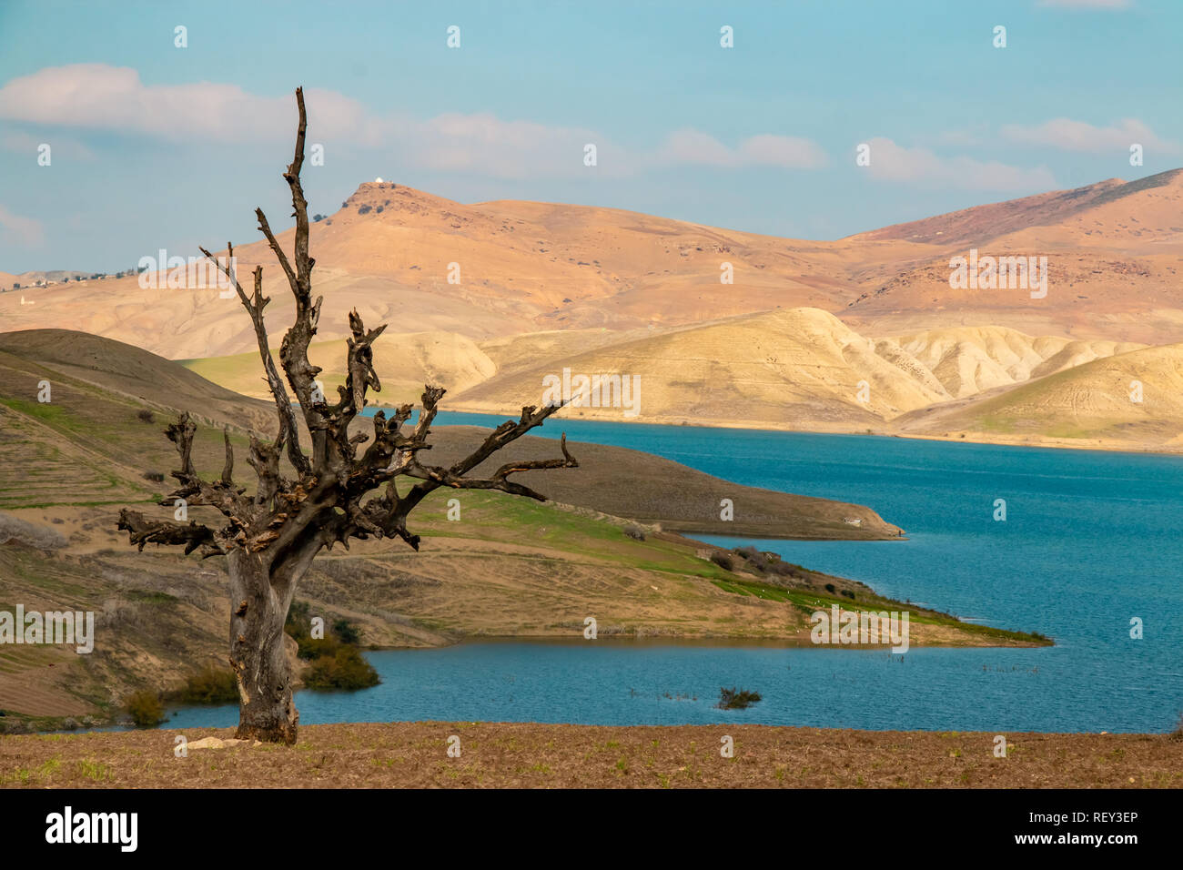 A dry tree near a lake in the desert Stock Photo