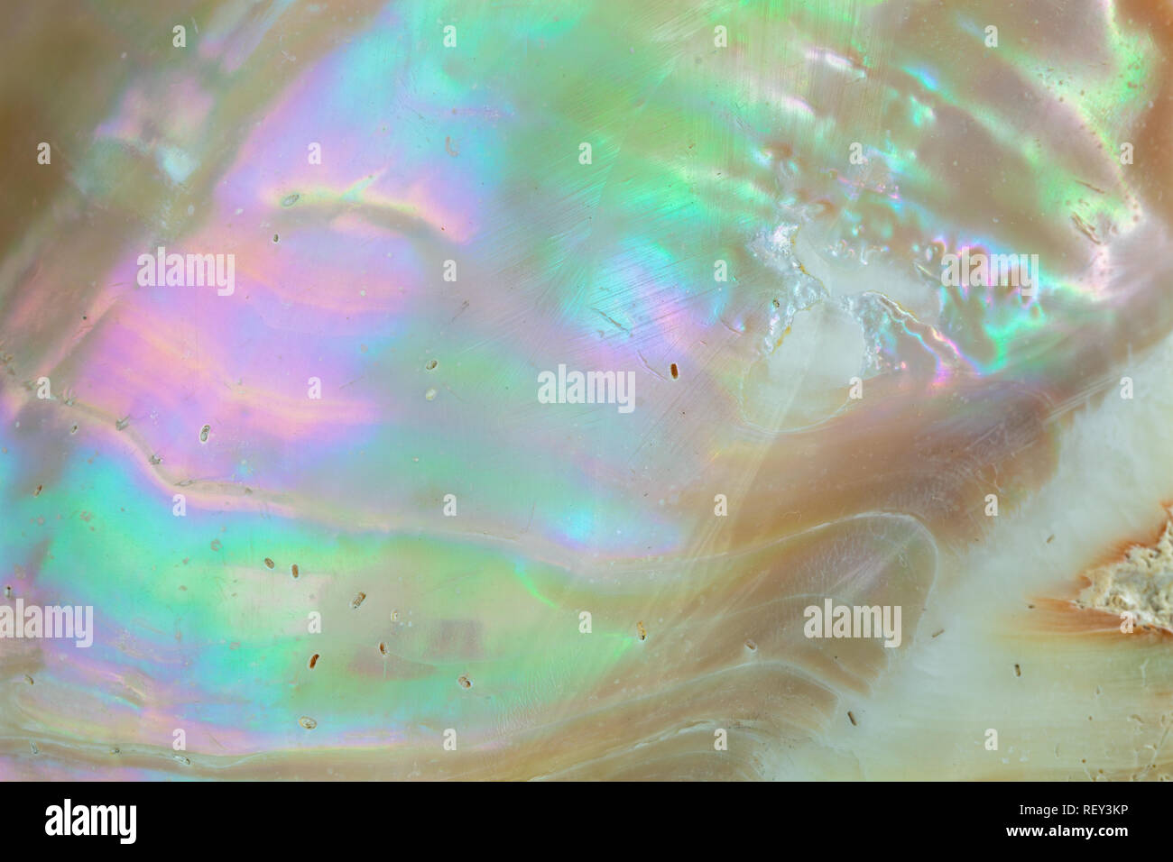 Close up background of Mother of pearl sea shell Stock Photo - Alamy