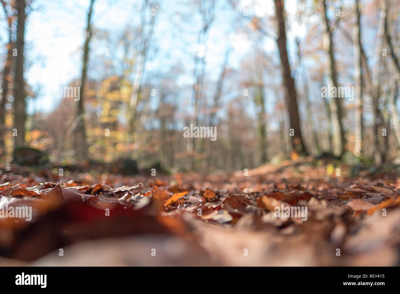 Autumn leafs in la Fageda den Jorda, a forest of beech trees. Garrotxa Volcanic Natural Park Stock Photo