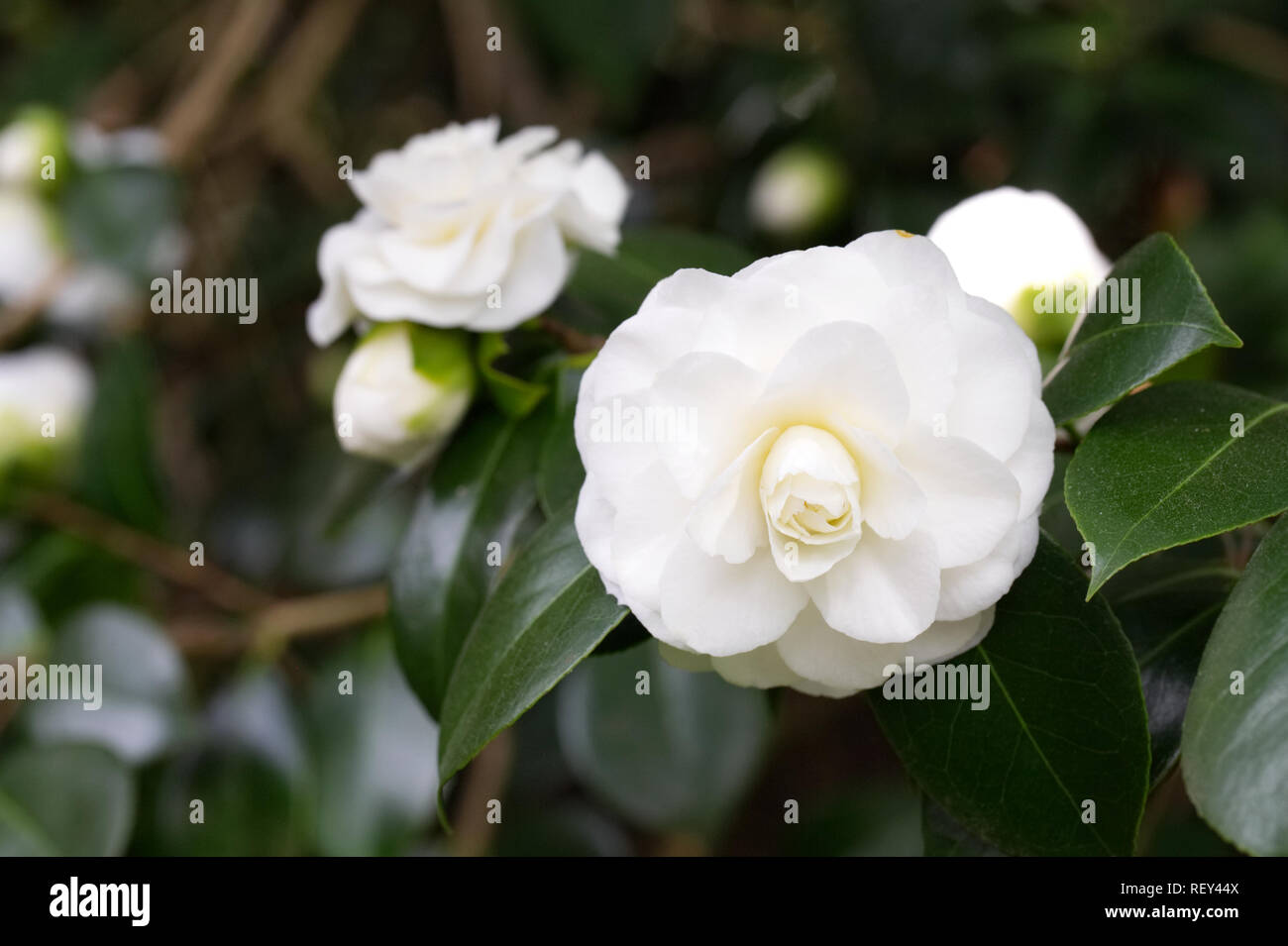 Camellia japonica white hi-res stock photography and images - Alamy