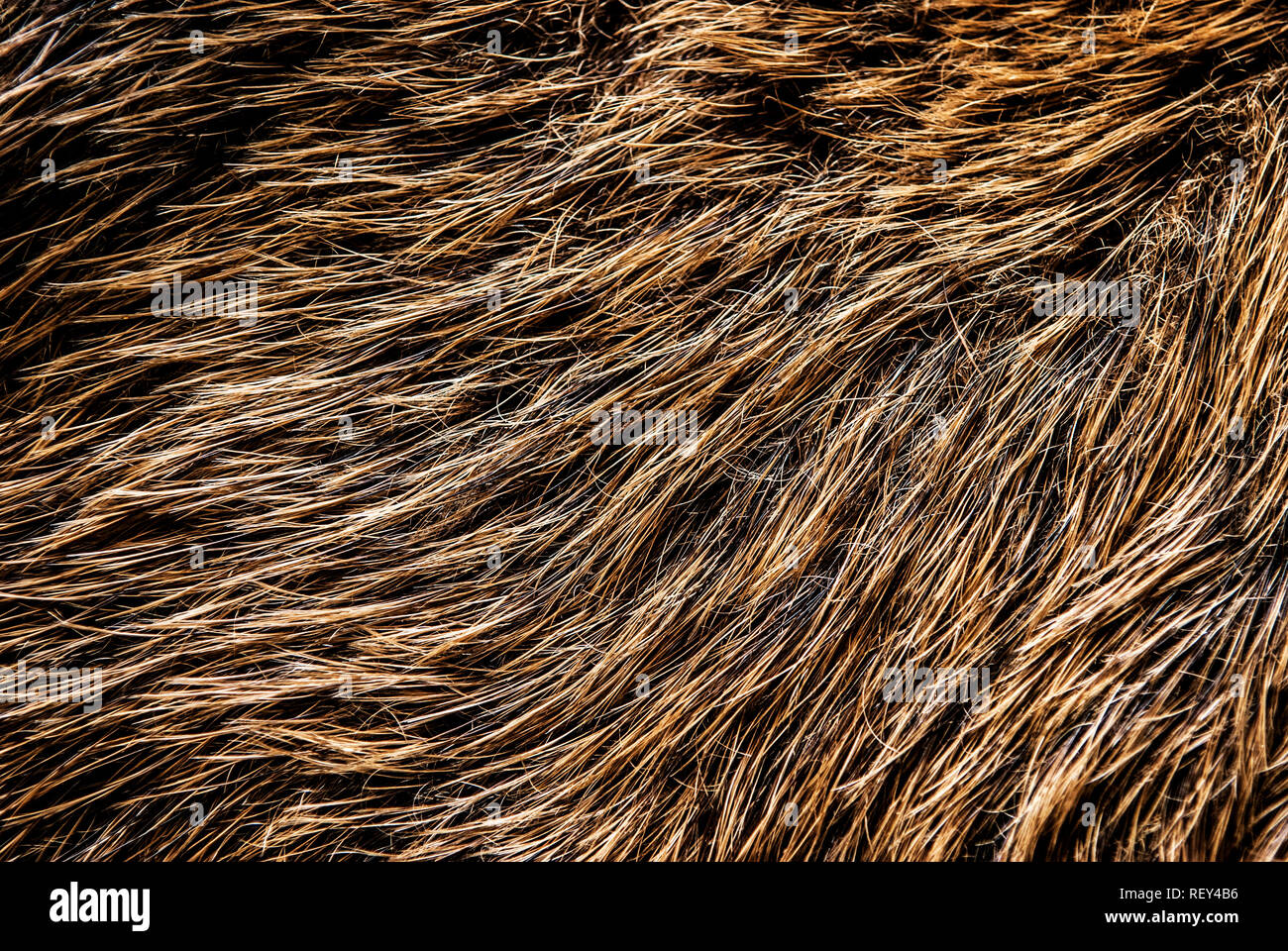 A closeup of wild boar fur texture background. Stock Photo