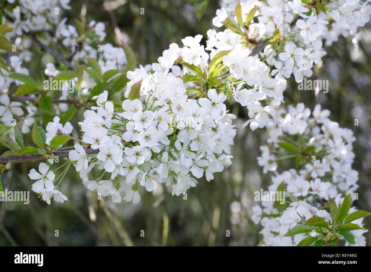 Sweet Cherry 'William's seedling' blossom in Spring. Stock Photo