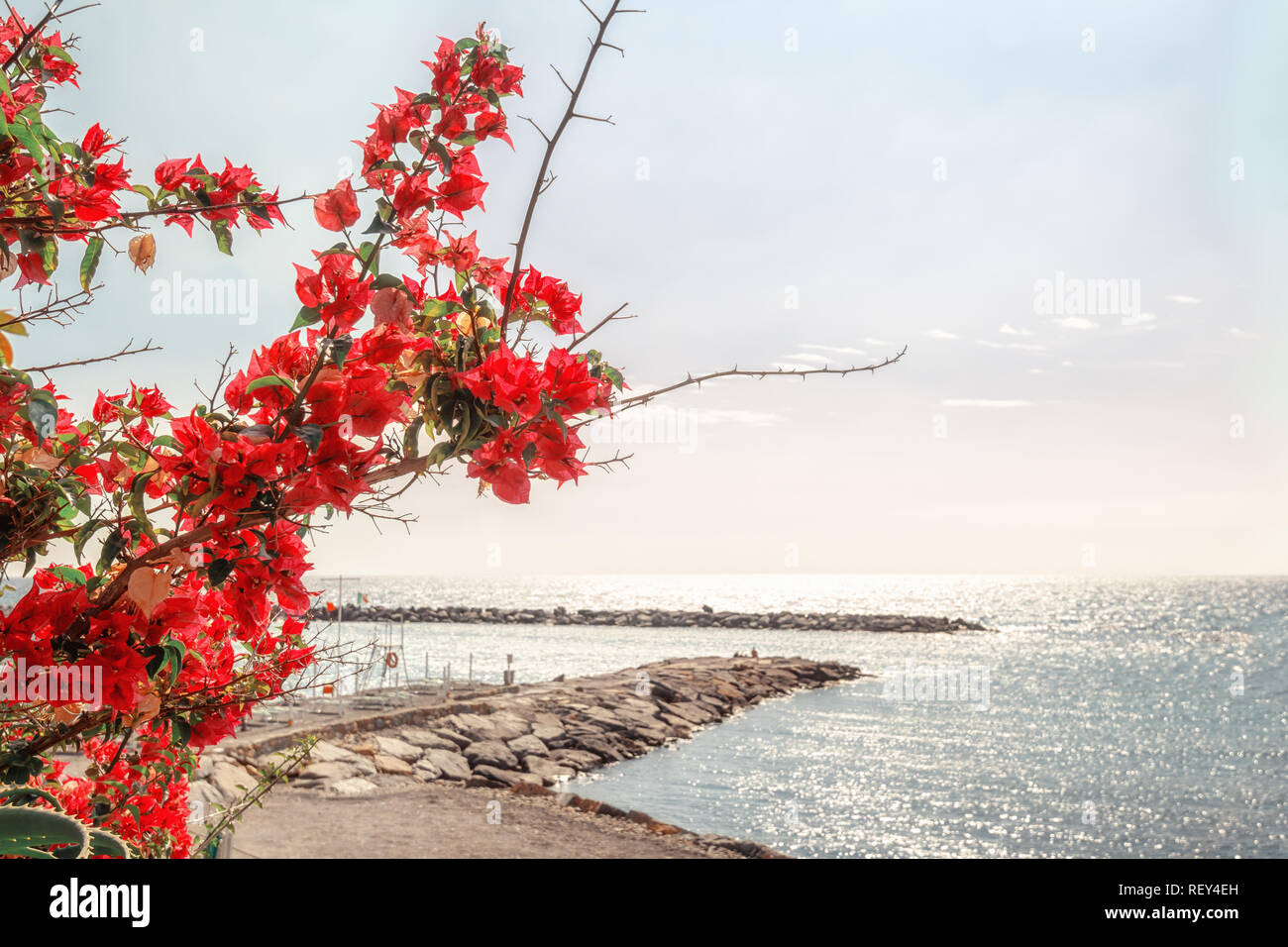 Branch full of beautiful blooming red flowers on the coast at San Remo in Italy. Stock Photo
