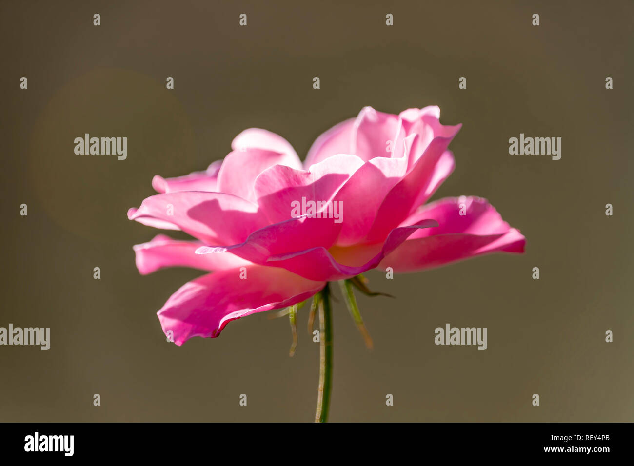 Pink rose flower head on blurred background close up Stock Photo