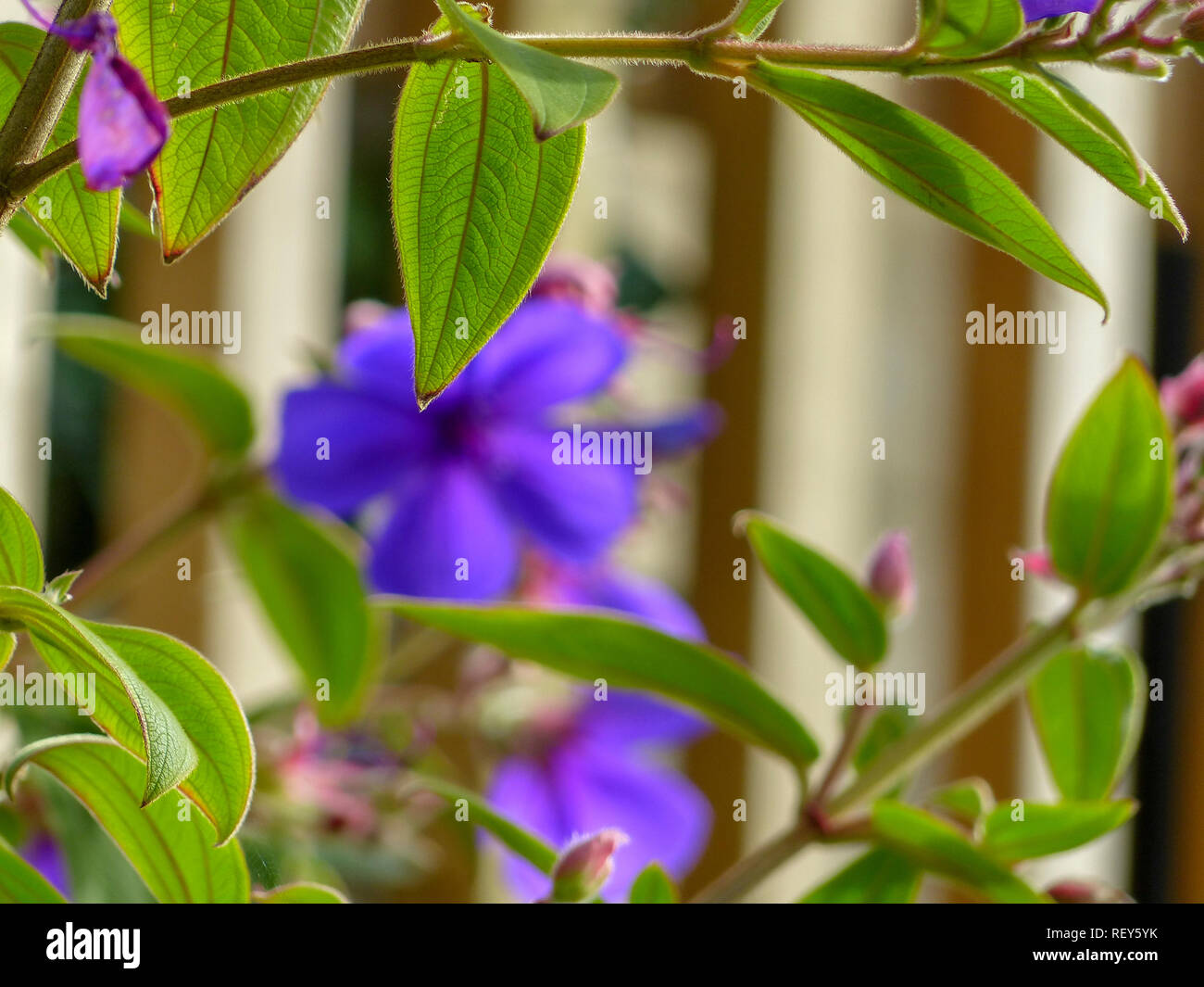 Tibouchina urvilleana is a species of flowering plant in the family Melastomataceae, native to Brazil. Growing to 3–6 m (10–20 ft) tall by 2–3 m (7–10 Stock Photo