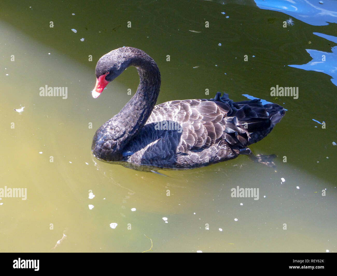 Black swan (Cygnus atratus). This waterbird is native to Australia but has been introduced throughout the world. Black swans feed on water plants. The Stock Photo