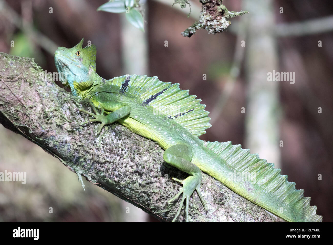 Green Basilisk (Basiliscus plumifrons) Stock Photo