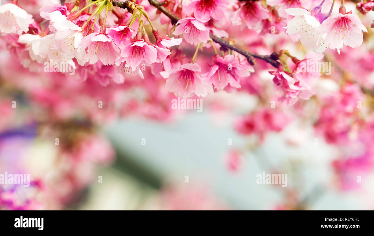 The Sakura Flower or Cherry Blossom With Beautiful Nature Background ...