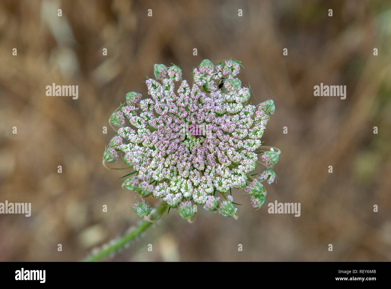 Daucus carota (common names include wild carrot, bird's nest, bishop's lace, and Queen Anne's lace). Photographed in May in the Jerusalem region, Isra Stock Photo