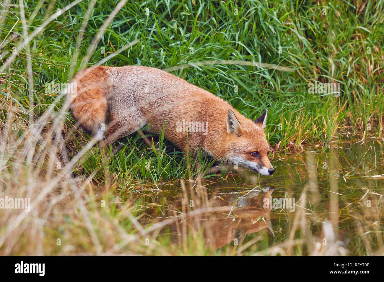 The Red Fox (Vulpes vulpes) is a common predator, native to the UK, and widespread across Eurasia and North America. It is very common in  Britain. Stock Photo