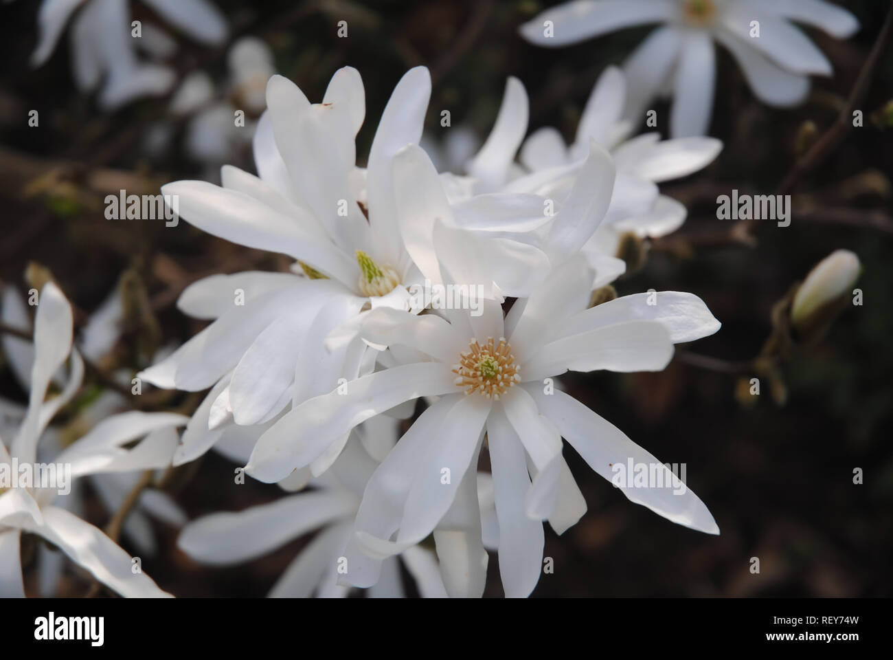 Beautiful White Magnolia (kobus) flower in the Spring time Stock Photo
