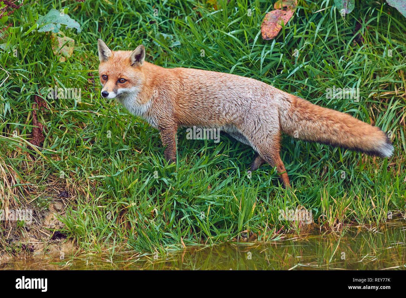 The Red Fox (Vulpes vulpes) is a common predator, native to the UK, and widespread across Eurasia and North America. It is very common in  Britain. Stock Photo