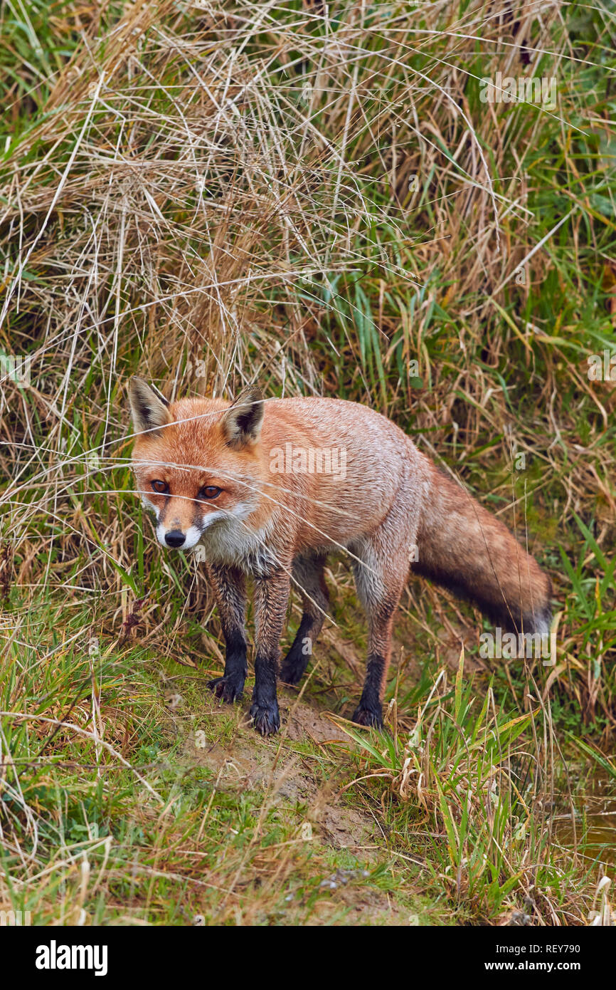 The Red Fox (Vulpes vulpes) is a common predator, native to the UK, and widespread across Eurasia and North America. It is very common in  Britain. Stock Photo