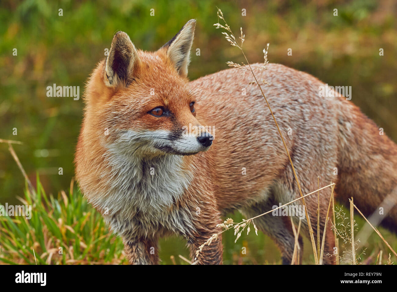 Fox Red fox animal in the forest sitting and licking its paw in