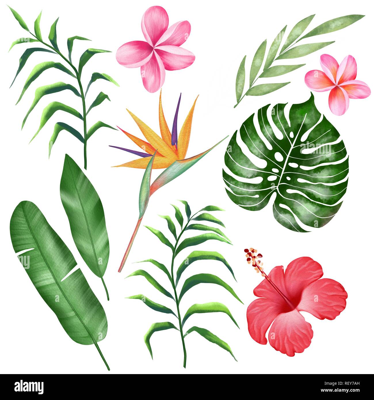 Set of watercolor tropical plants Stock Photo - Alamy