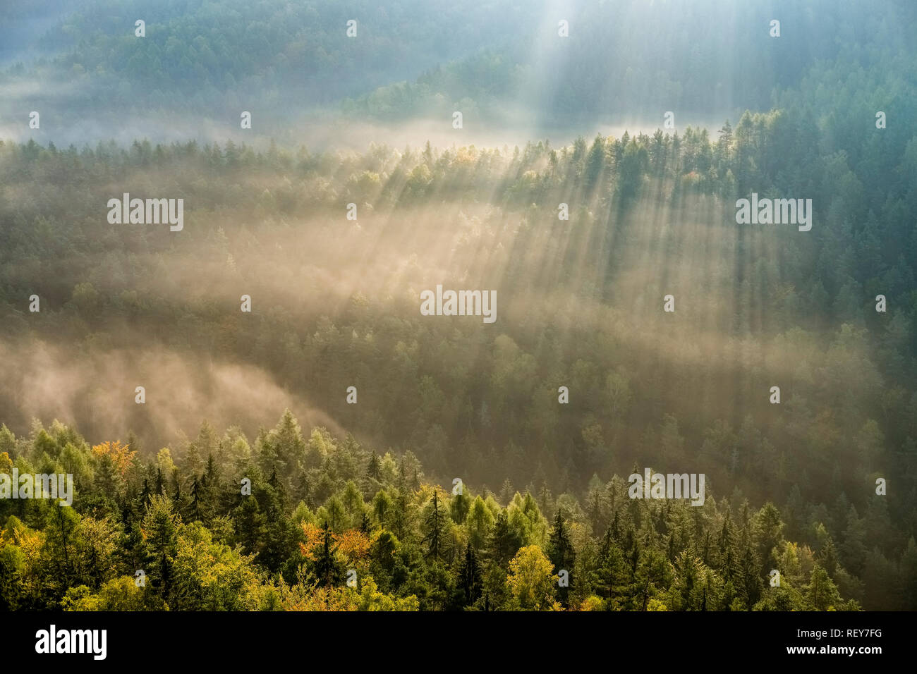 Landscape in the National Park Sächsische Schweiz with trees and fog at sunrise Stock Photo