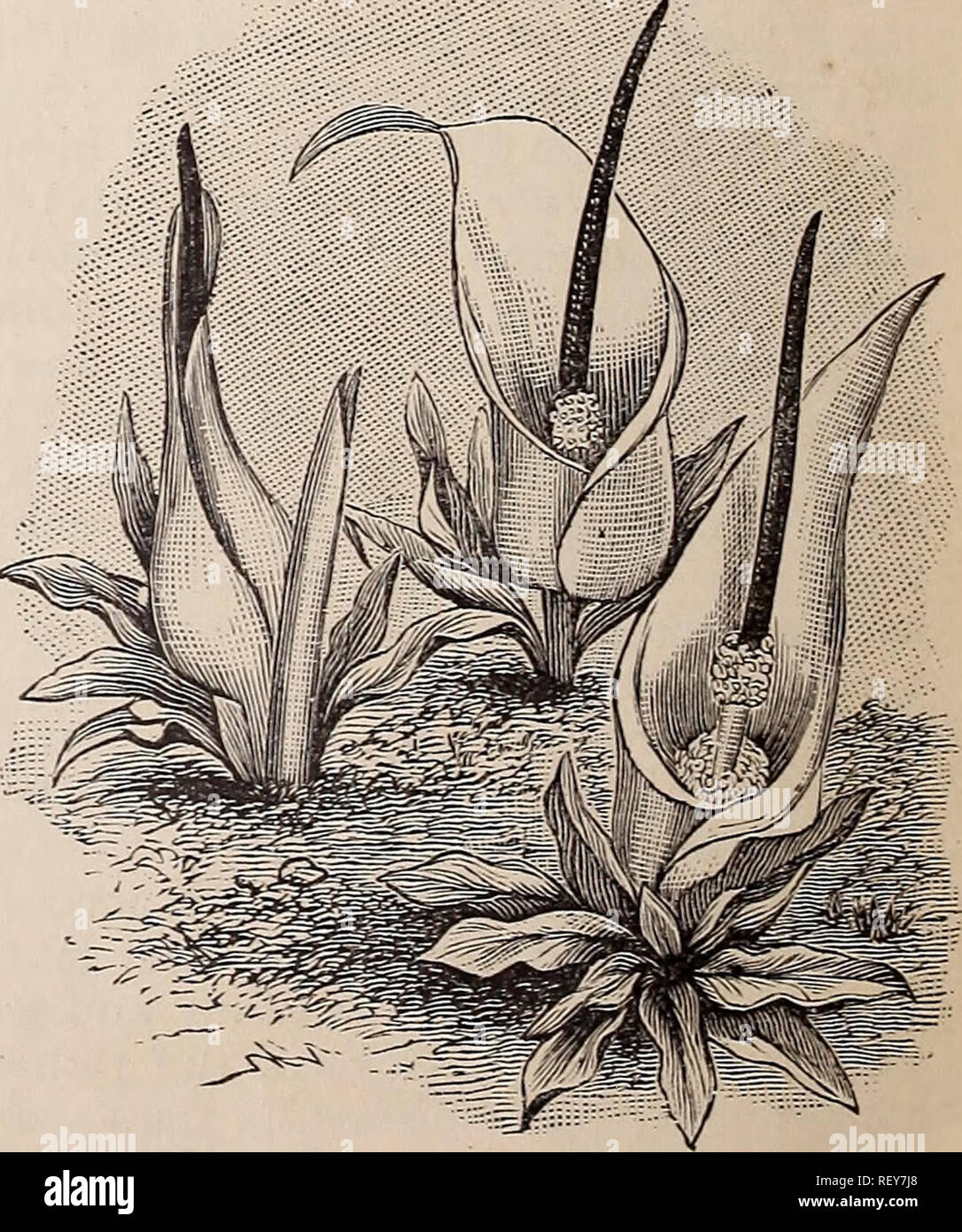 Catalogue Of Bulbs For Winter And Spring Blooming Nursery