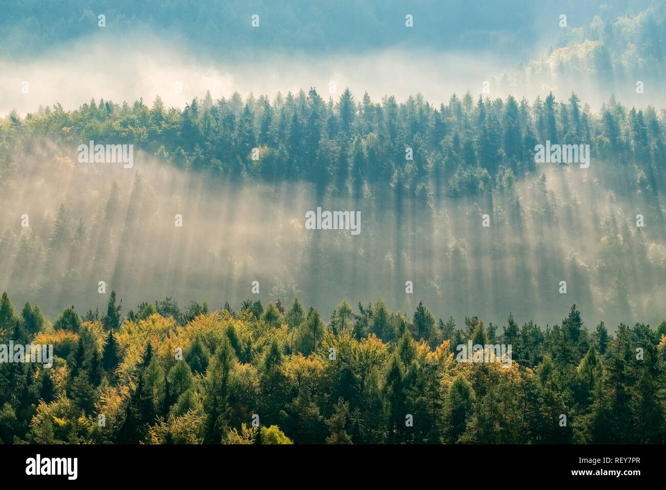 Landscape in the National Park Sächsische Schweiz with trees and fog at sunrise Stock Photo