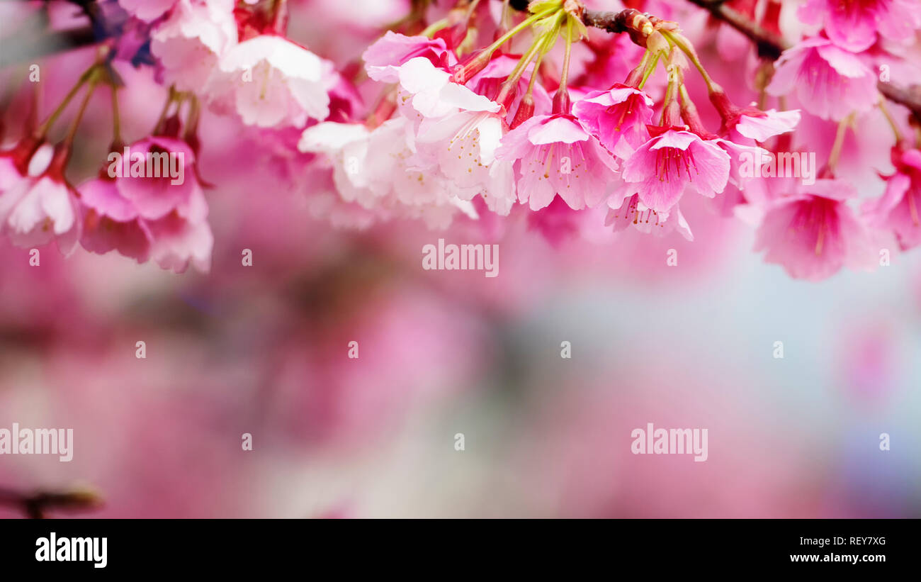 The Sakura Flower or Cherry Blossom With Beautiful Nature Background ...