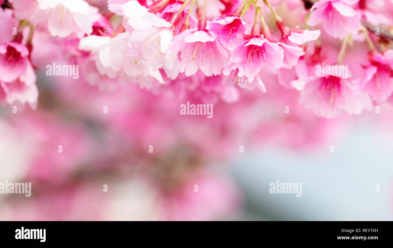 The Sakura Flower or Cherry Blossom With Beautiful Nature Background ...