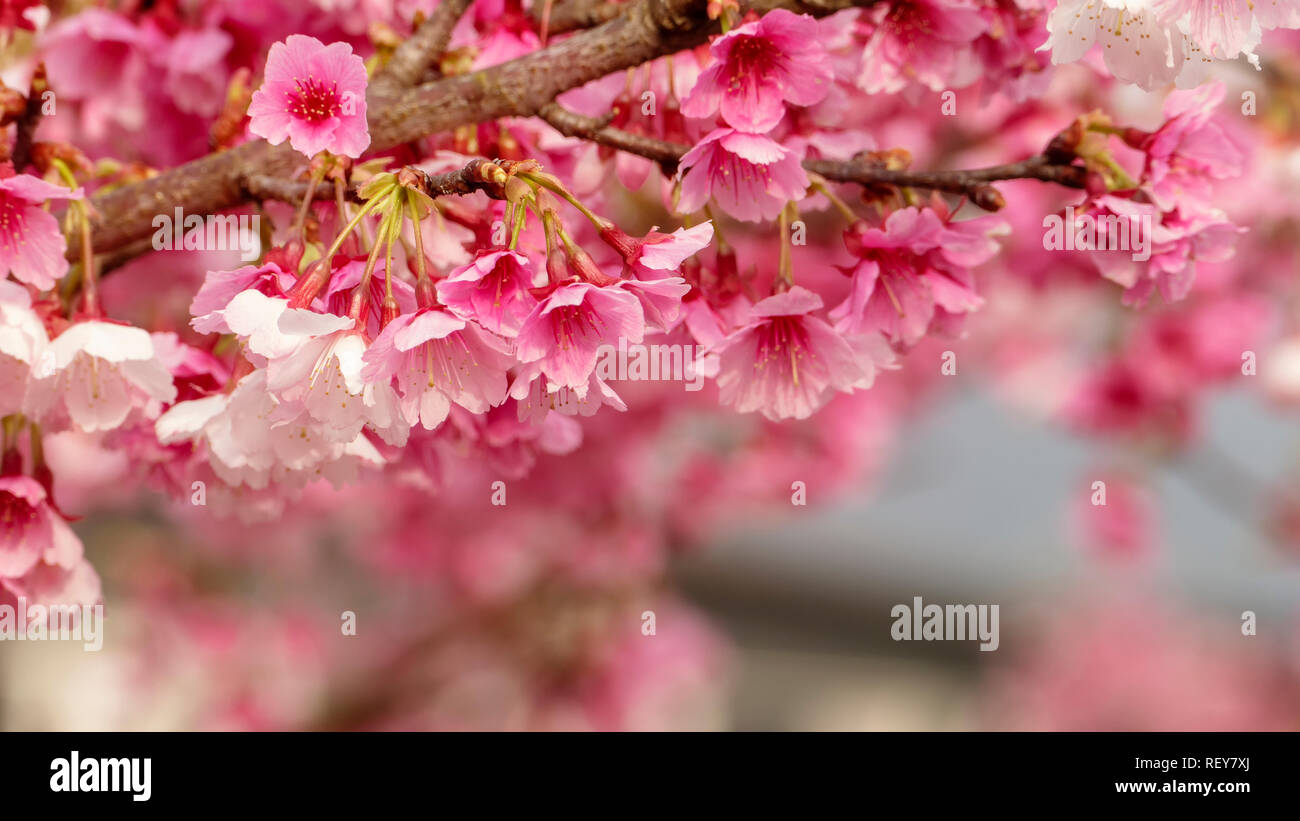 The Sakura Flower or Cherry Blossom With Beautiful Nature Background ...