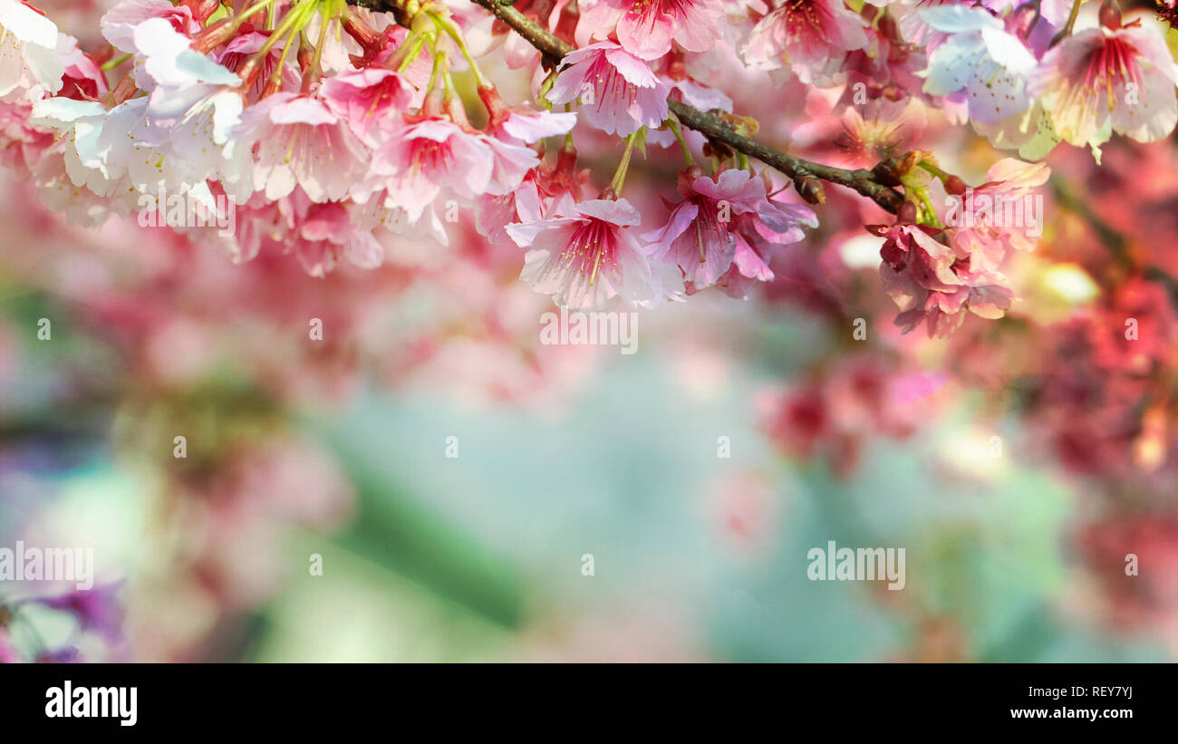 The Sakura Flower or Cherry Blossom With Beautiful Nature Background ...