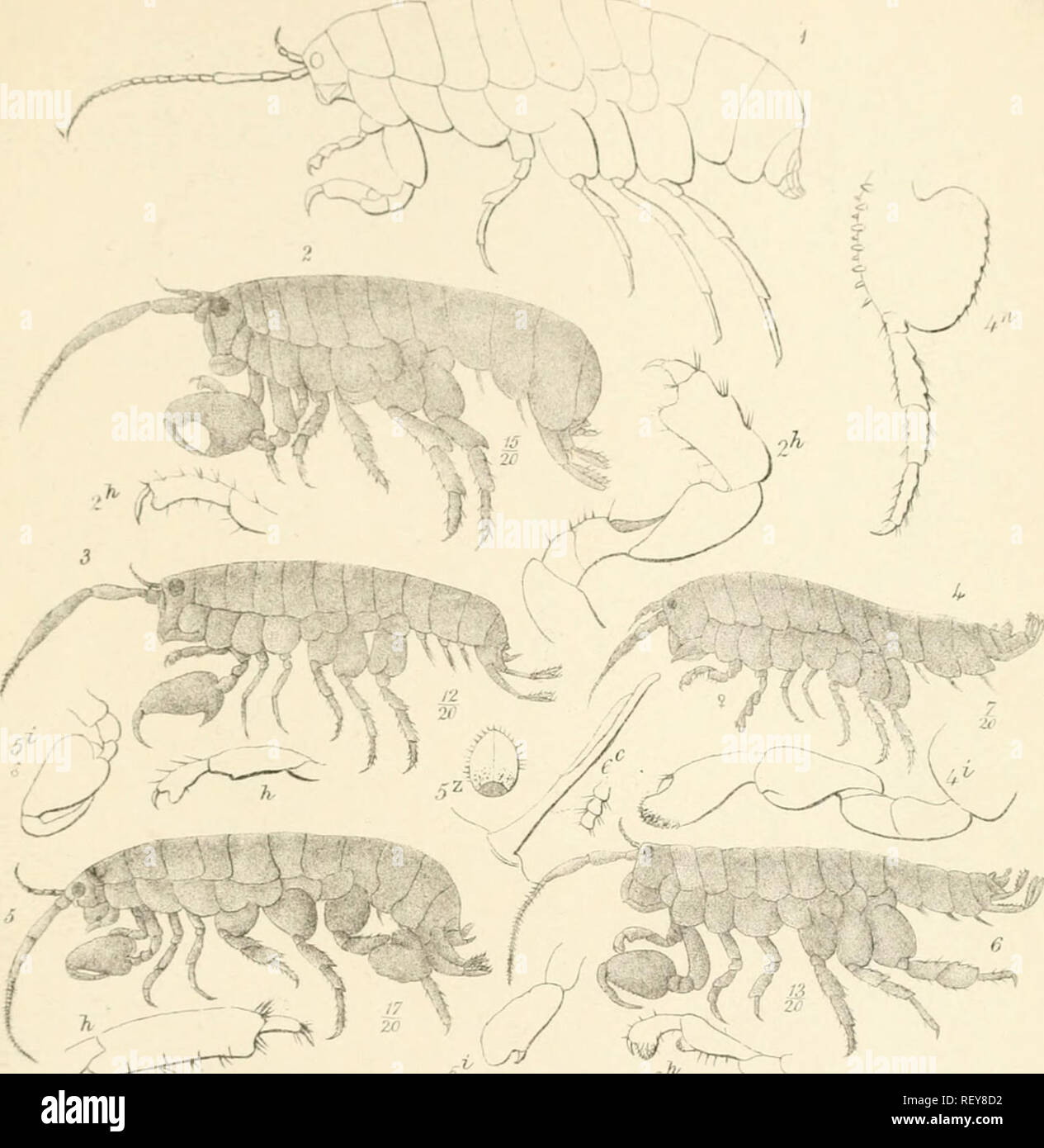 . Catalogue of the specimens of amphipodous Crustacea in the collection of the British Museum by C. Spence Bate. Amphipoda. . Please note that these images are extracted from scanned page images that may have been digitally enhanced for readability - coloration and appearance of these illustrations may not perfectly resemble the original work.. British Museum (Natural History). Dept. of Zoology; Bate, Charles Spence, 1818-1889. London Printed by order of the Trustees Stock Photo