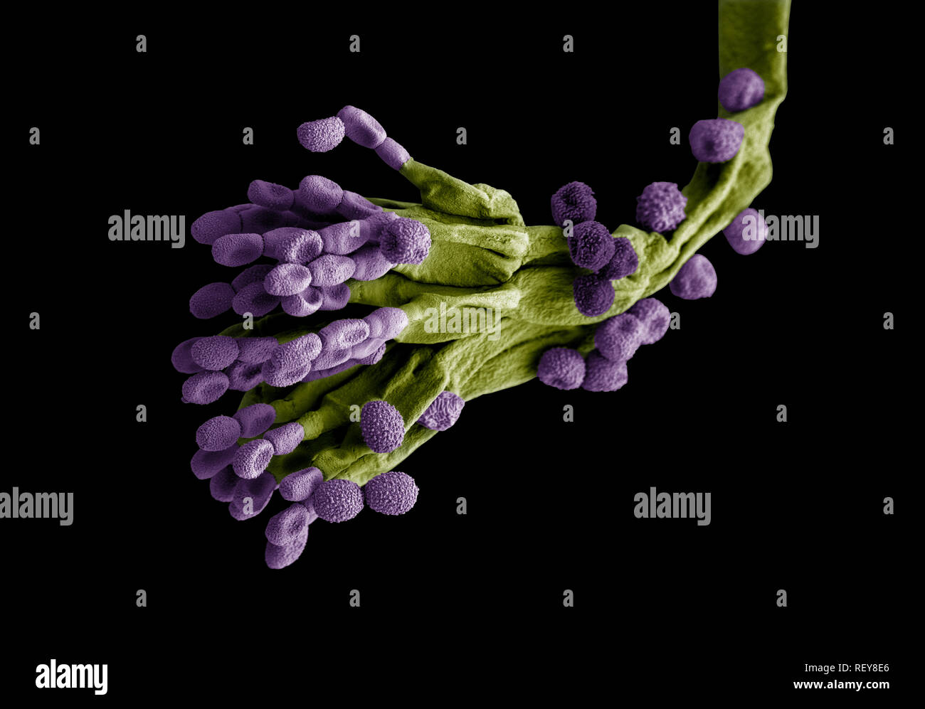 Penicillium fungus. Microscopic EM coloured image of penicillium chrysogenum fungus. Stock Photo