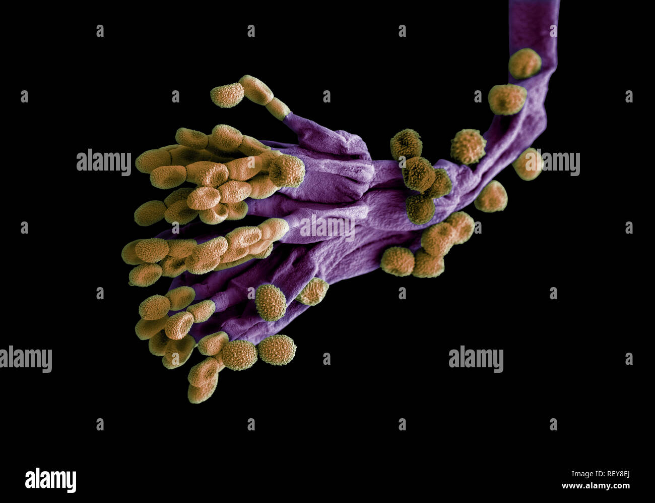 Penicillium fungus. Microscopic EM coloured image of penicillium chrysogenum fungus. Stock Photo