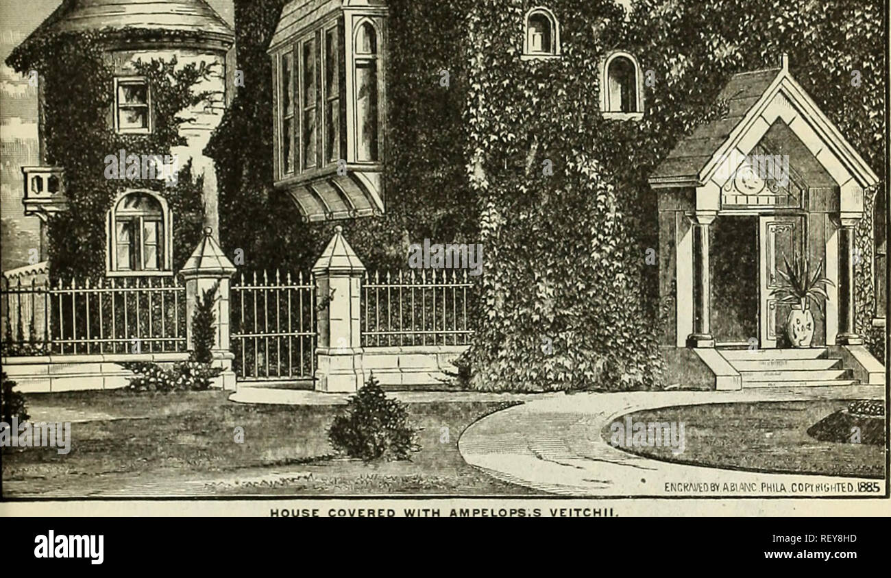 . Catalogue of Andorra Nurseries : choice hardy trees, shrubs, plants, roses, and fruit. Nurseries (Horticulture) Pennsylvania Philadelphia Catalogs; Plants, Ornamental Catalogs; Trees Seedlings Catalogs; Flowers Catalogs; Fruit Catalogs; Fruit trees Seedlings Catalogs; Nurseries (Horticulture); Plants, Ornamental; Trees; Flowers; Fruit; Fruit trees. HOUSE COVERED WITH AMPELOPS.S VEITCH HARDY CLIMBING PLANTS AND VINES. Actinidia polygama. Strong-growing climber from Japan, of exceptional value where a quick-growing, clean-foliaged plant is desired. Foliage glossy green, and flowers white with  Stock Photo