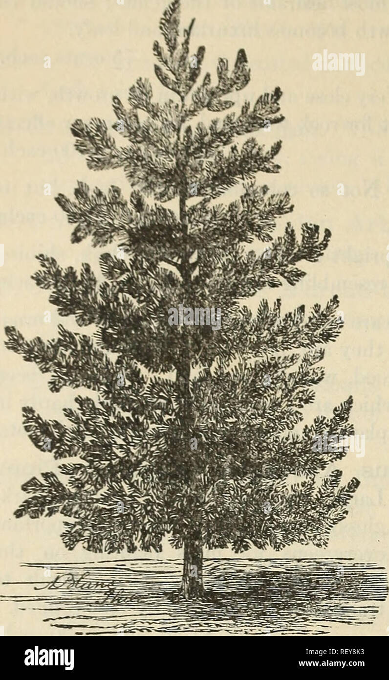 . Catalogue of Andorra Nurseries : choice hardy trees, shrubs, plants, roses, and fruit. Nurseries (Horticulture) Pennsylvania Philadelphia Catalogs; Nursery stock Pennsylvania Catalogs; Plants, Ornamental Catalogs; Trees Seedlings Catalogs; Flowers Catalogs; Fruit Catalogs. 8. WHITE PINE. P. sylvestris (Scotch Fir). A woll-known Fir with short loave« of bhiisli green. Luxuriant grower in everj' soil anil situation. 75 cents each. P. Sciadopitys verticillata (Umbrella Pine). Xcry slow growth while young, eventually large sizo ; dark-green, shining foliage arranged in whorls of umbrella-like tu Stock Photo