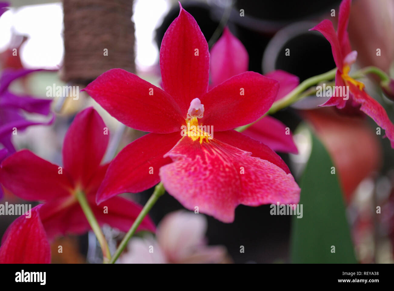 Cattleya coccinea Orchid flower. Decorative plants for gardening and greenhouse. Stock Photo