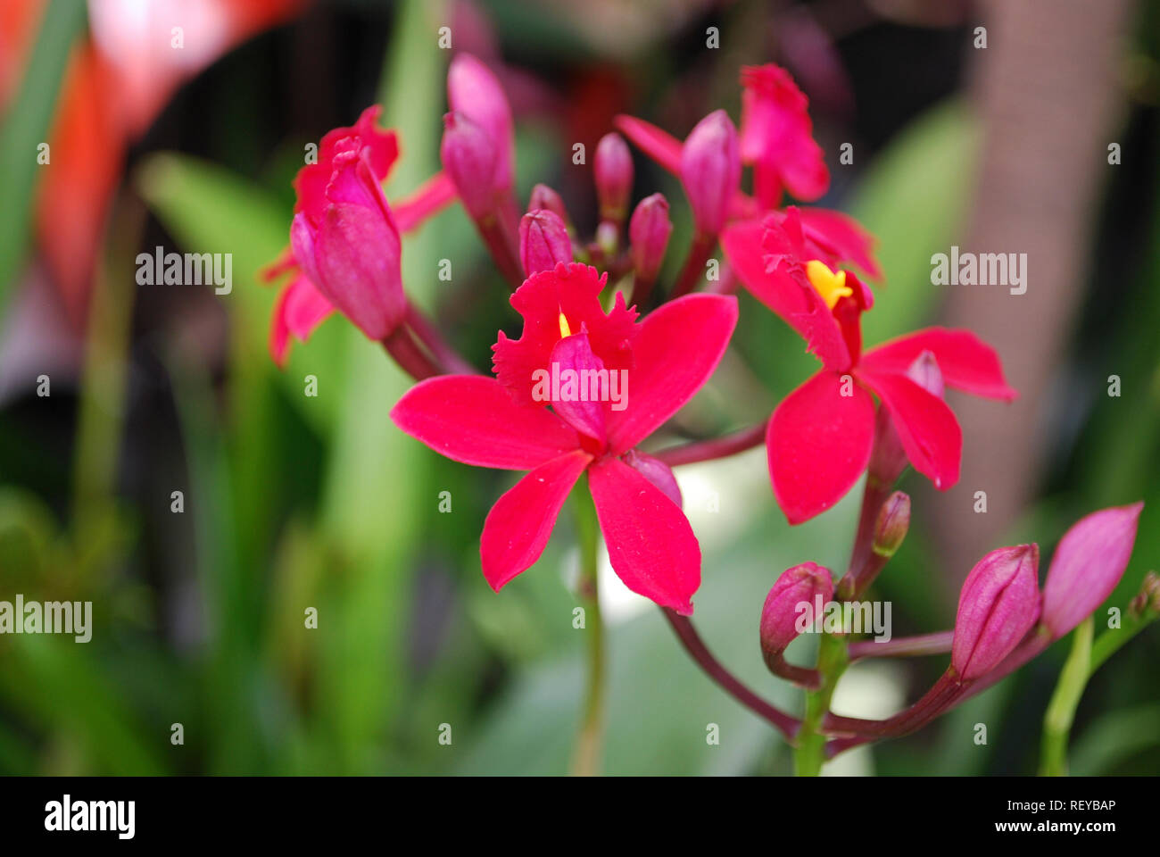 Orchid Epidendrum Hokulea 'Super Red' flowers. Decorative plants for gardening and greenhouse. Stock Photo