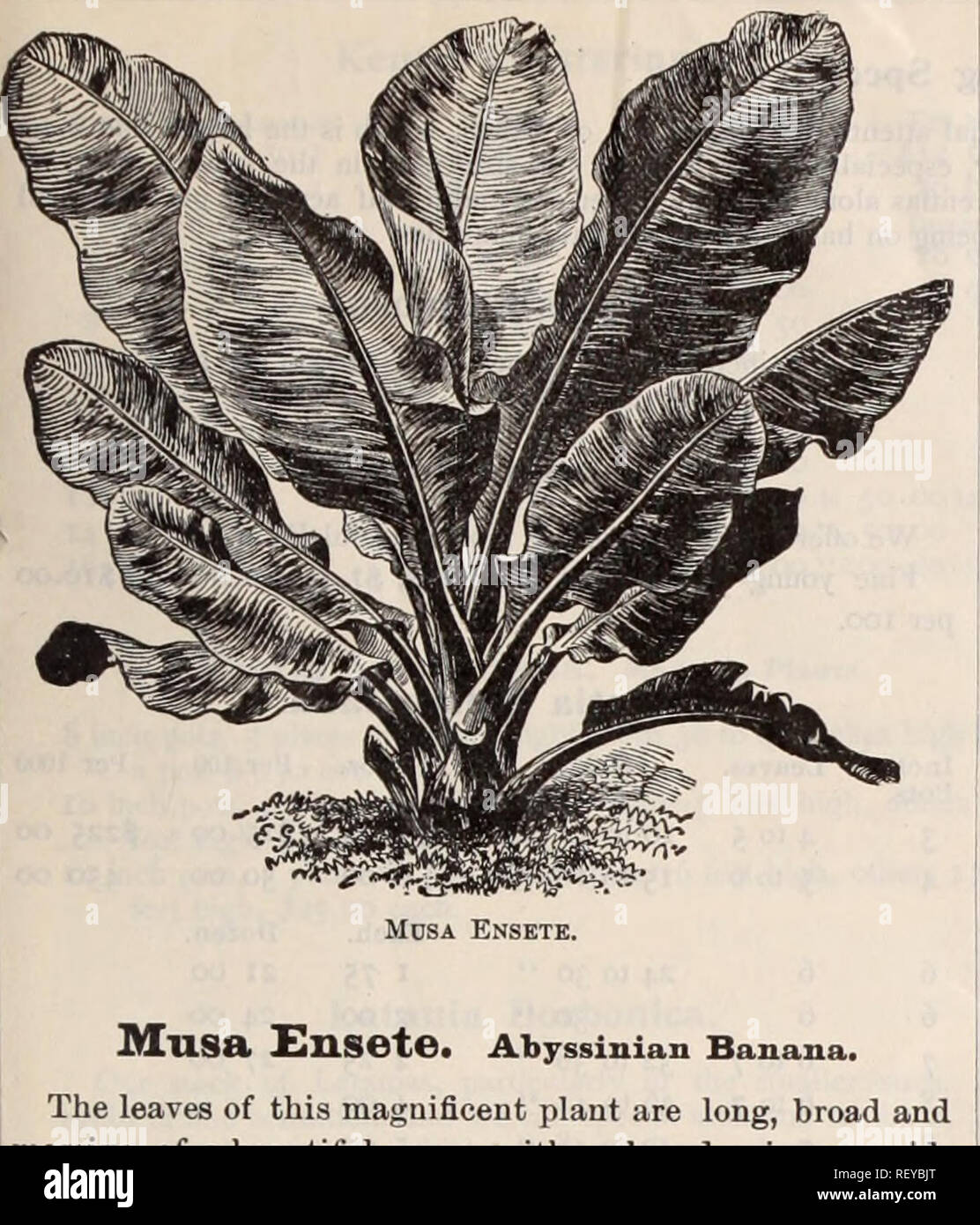 . Dreer's wholesale price list / Henry A. Dreer.. Nursery Catalogue. DREER'S WHOLESALE PRICE LIST. 39. MllSa £nsete. Abyssinian Banana. The leaves of this maguificent plant are long, broad and massive, of a beautiful green, with a broad crimson mid- rib ; the plant groves luxuriantly from 8 to 12 feet high, producing a tropical effect. Strong 5 inch pots, 50 cents each ; $5.00 per dozen, &quot; 3 &quot; 30 &quot; 3.00 &quot; Seven Grand Pelargoniums. (Lady Washington Geraniums.) The seven varieties listed below are the finest that have ever come to our notice. The plants are of strong, vigor-  Stock Photo