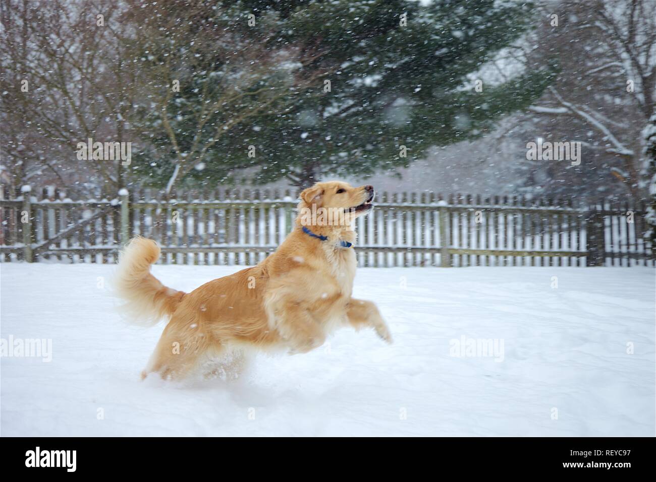 Dog Jumping to Catch a Snowball Stock Photo Alamy