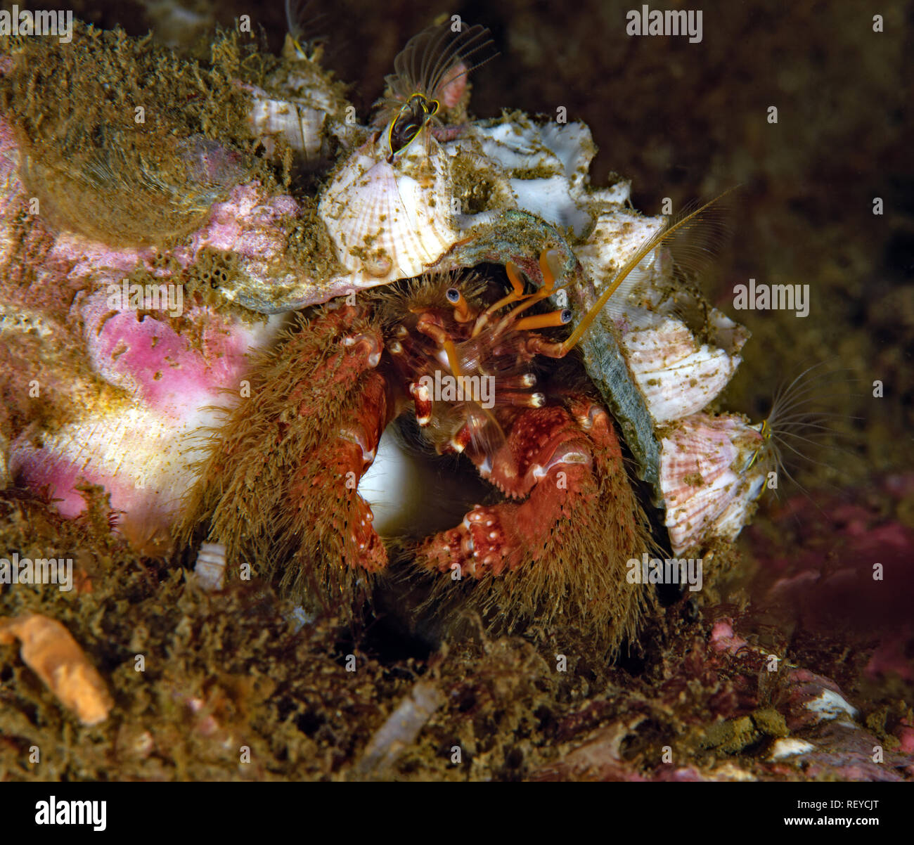 Paguristes ulreyi, Furry hermit crab Stock Photo - Alamy