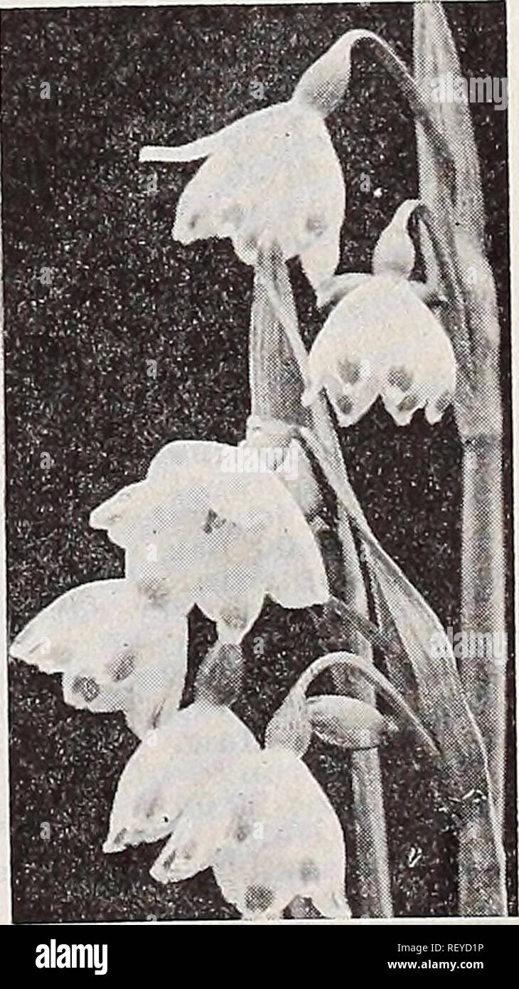 . Dreer's wholesale catalog for florists : autumn 1938 edition. Bulbs (Plants) Catalogs; Vegetables Seeds Catalogs; Flowers Seeds Catalogs; Nurseries (Horticulture) Catalogs; Gardening Equipment and supplies Catalogs. Fritillaria meleagris The odd and beautiful Checker Lily Ixias—African Corn Lily These charming half-hardy bulbs from the Cape of Good Hope are very ornamental for indoor culture or planted in cold frames. The flowers are of the most brilliant rich and varied hues. We offer them in mix- ture. Jumbo Bulbs. 40c per doz.; $2.50 per 100. Leucocoryne ixioides odorata Glory of the Sun  Stock Photo